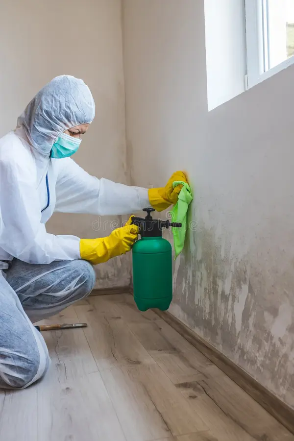 worker cleaning service removes mold using spray bottle removal products female wall remediation chemicals 182481160